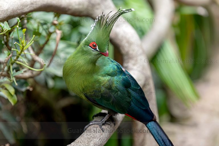 Turaco esmeralda con penacho en la selva tropical
