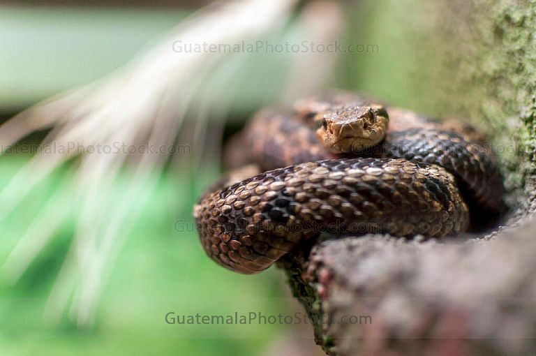 Serpiente