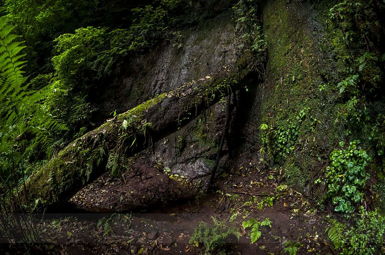 Nacimiento de agua en el Sendero del Alto