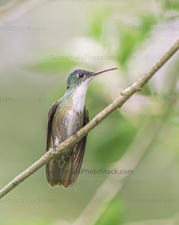 Colibrí