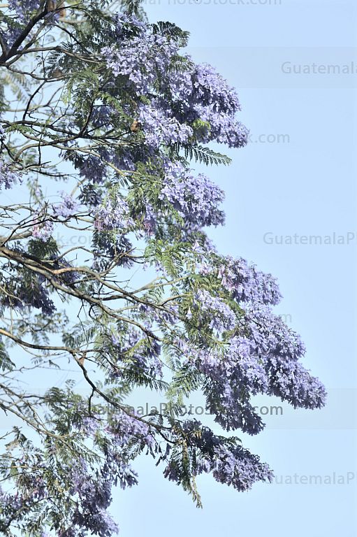 Ramas de árbol de Jacaranda