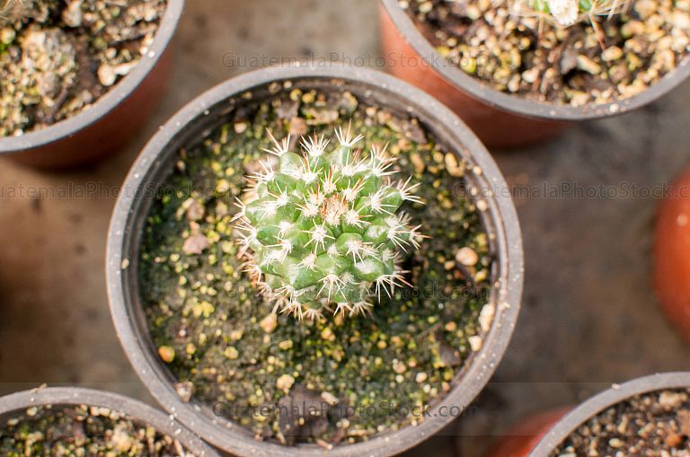 Cactus