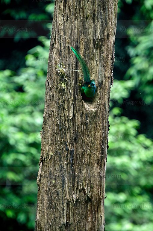 Quetzal en el Mirador Rey Tepepul