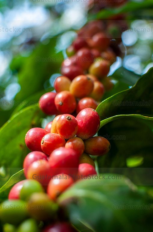 Granos de Café