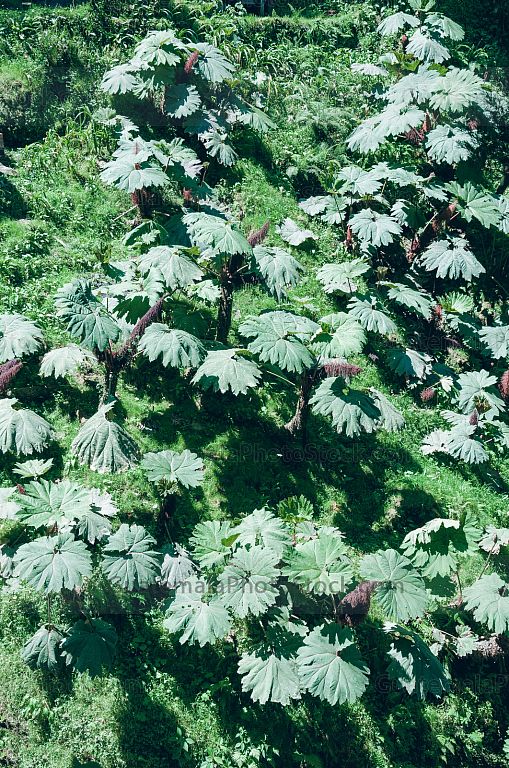 Plantas en Fuentes Georginas