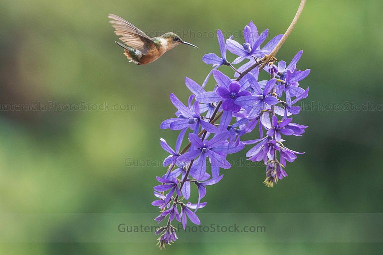 Colibri frente a planta de nazareno