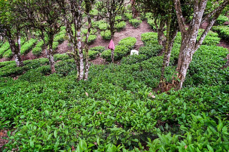 Campos de cultivo de te