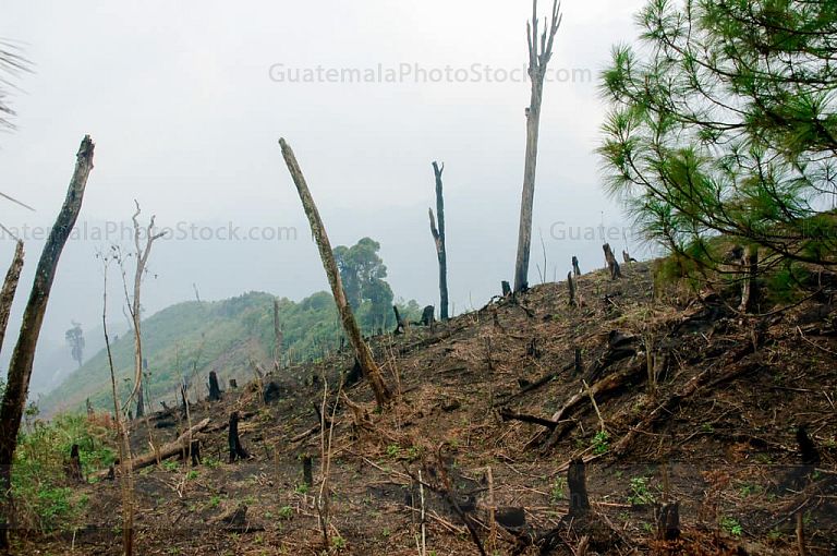Deforestación en la Sierra de Yalijux