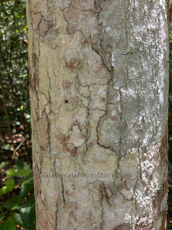 Naturaleza en Parque Nacional Tikal, Petén