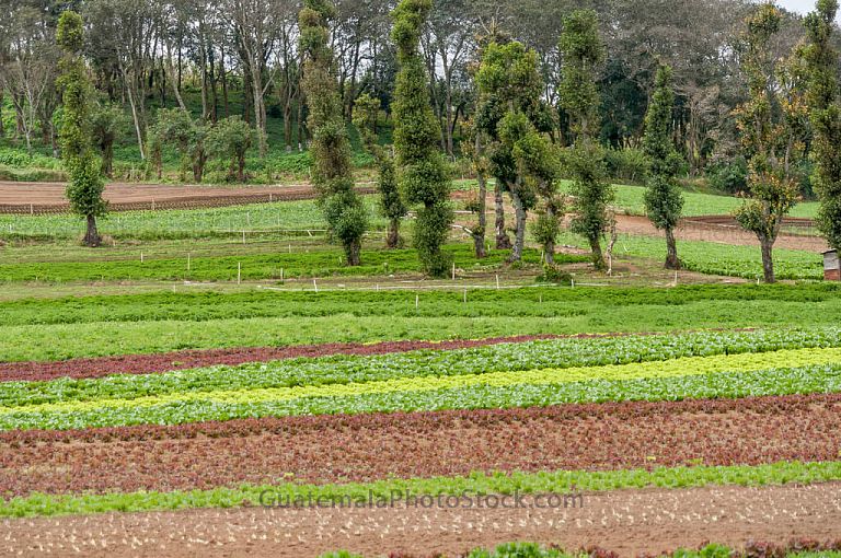 Campo agricola