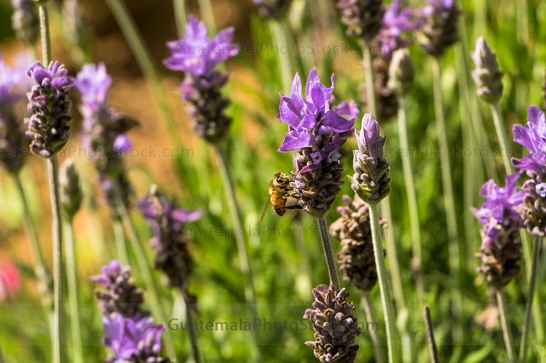 Abeja en flores de lavanda