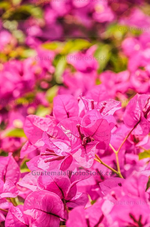 Bougainvillea