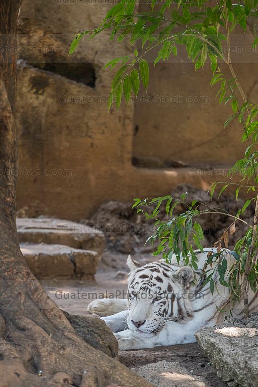 Tigre blanco