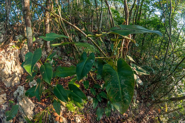Planta silvestre