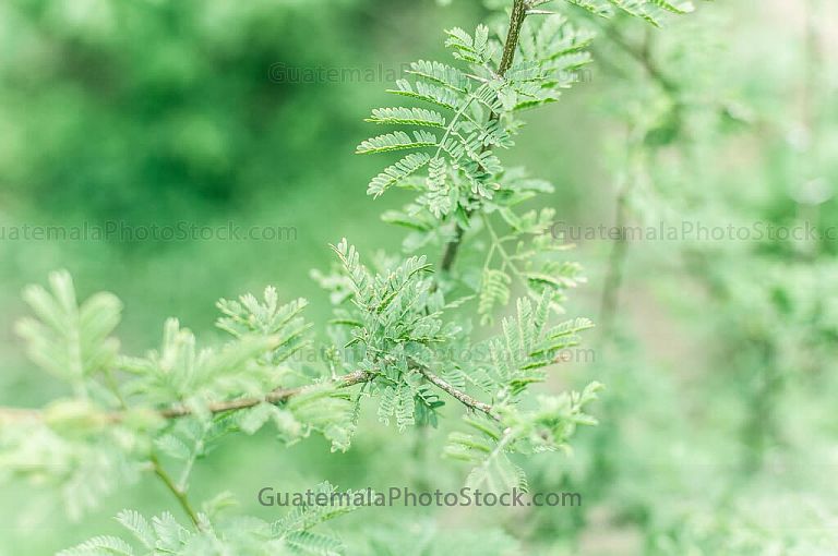 Plantas silvestres