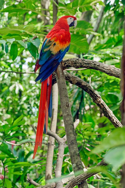 Guacamaya