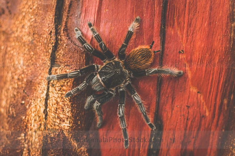 Tarantula