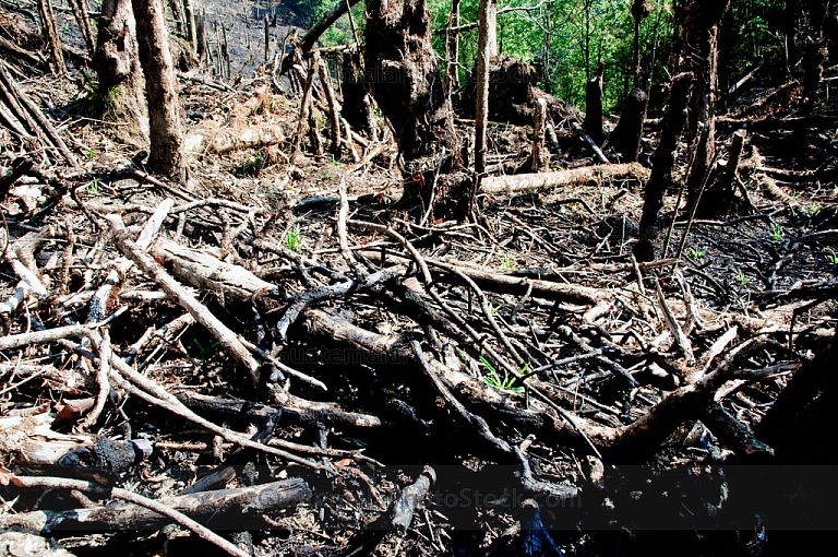 Deforestación en la Sierra de Yalijux