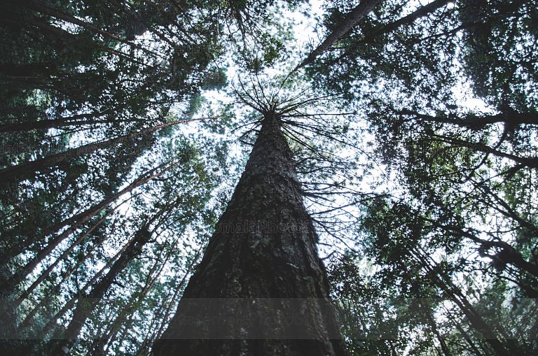 Bosque nuboso en Totonicapán