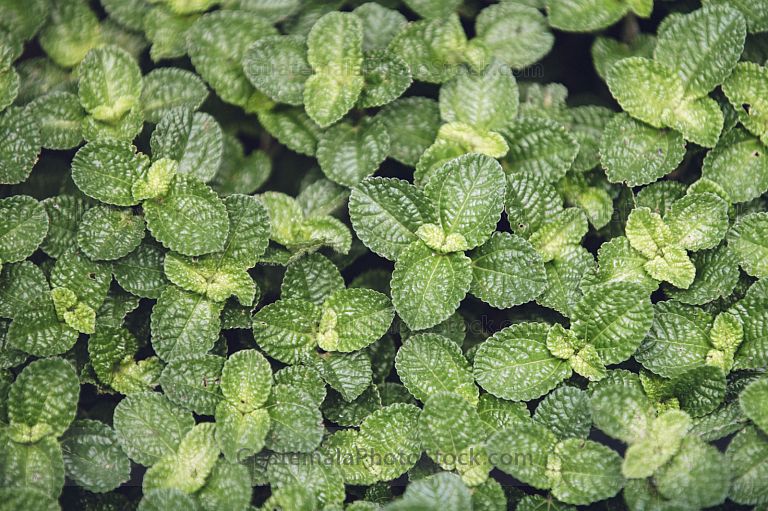 Pilea nummulariifolia o planta del dinero