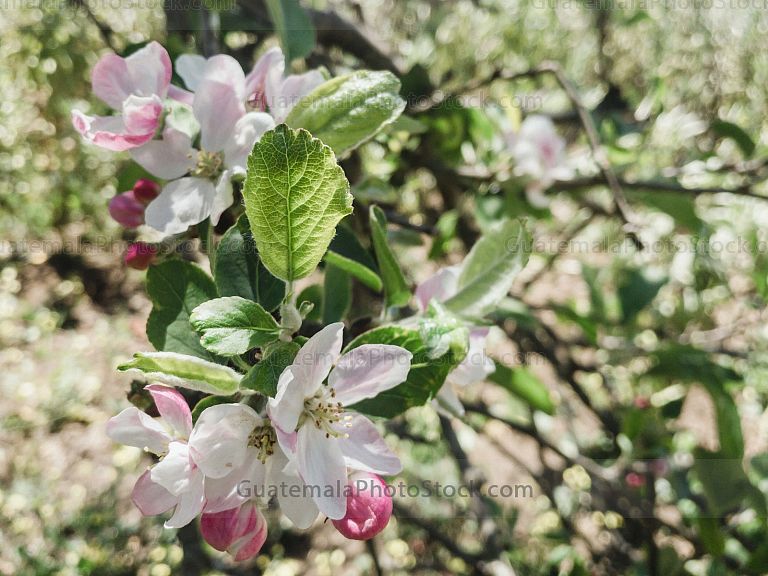 Flor de cerezo