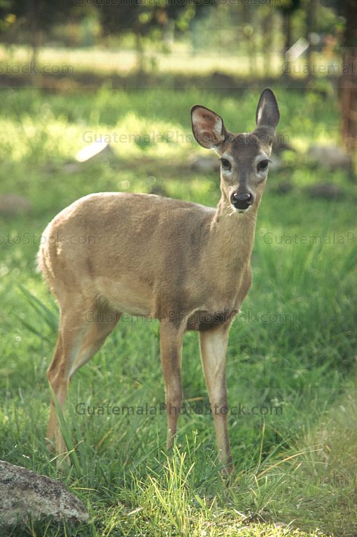 Venado cola blanca