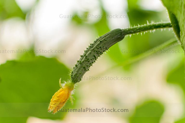 Pepino tierno