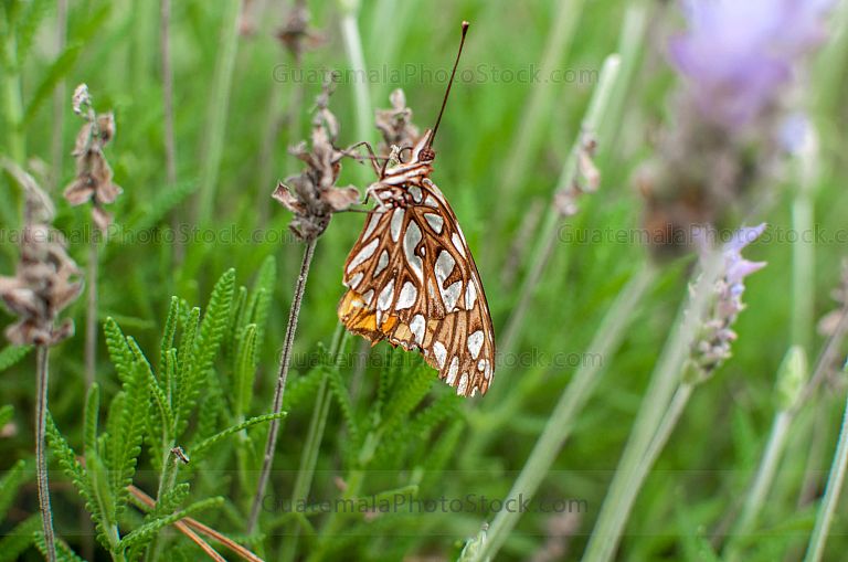 Mariposa y lavanda