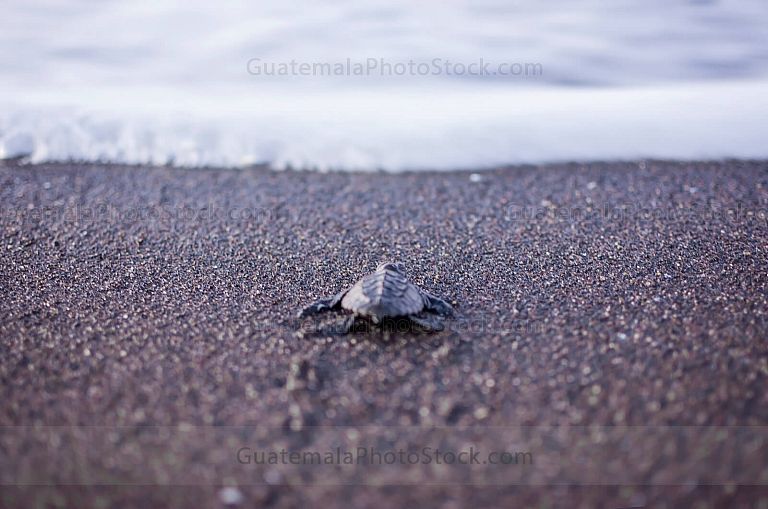 Tortuga parlama