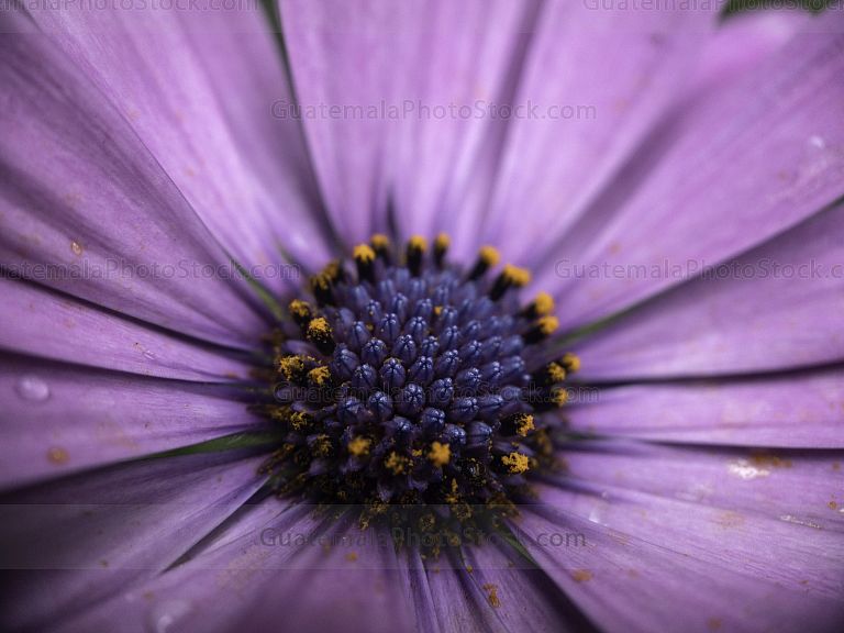 Macro