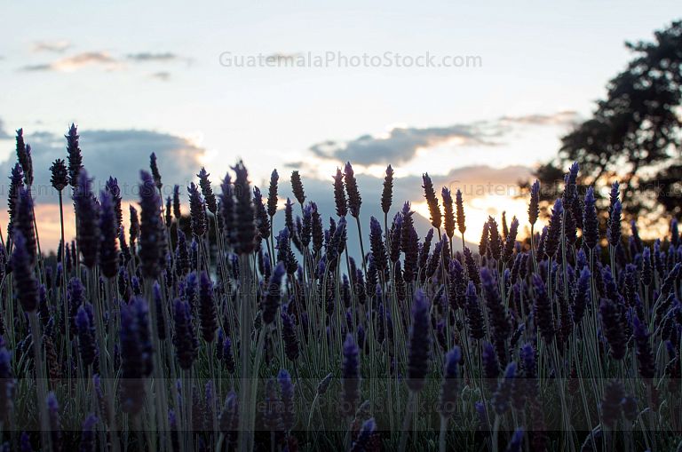 Campo de Lavanda, San Mateo Milpas Altas