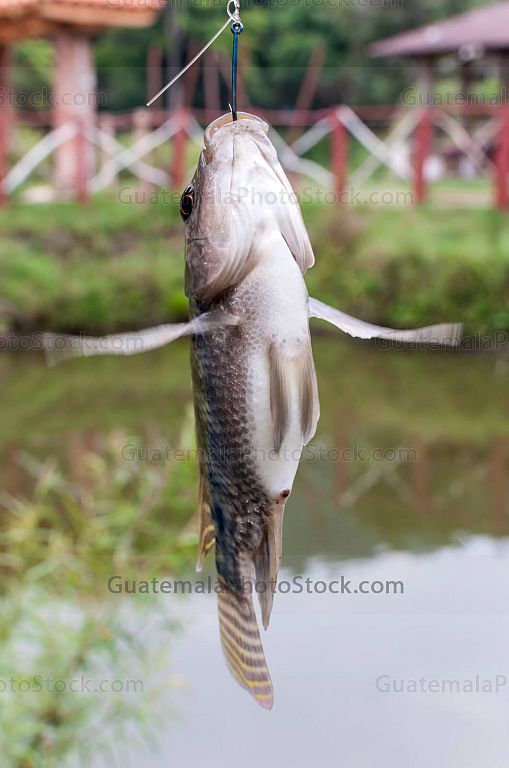 Pesca deportiva de truchas