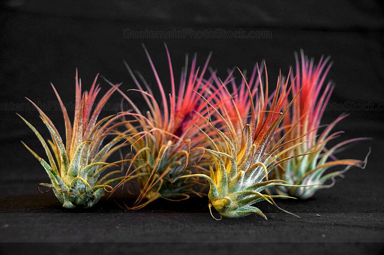 Tillandsia Xerographica