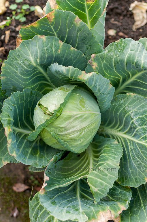 Lechuga