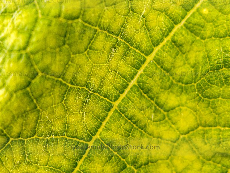 Detalle de hoja de vid