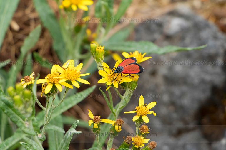 Insecto de alas rojas