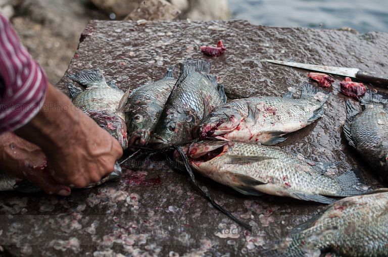 Limpieza de Tilapia