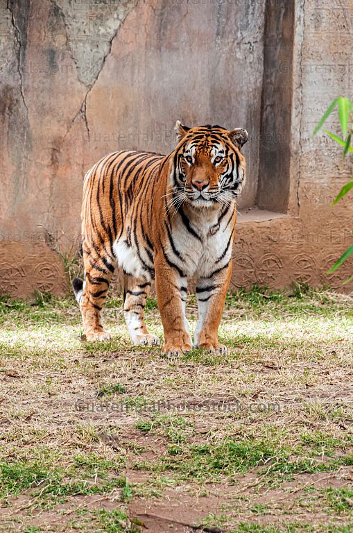 Tigre
