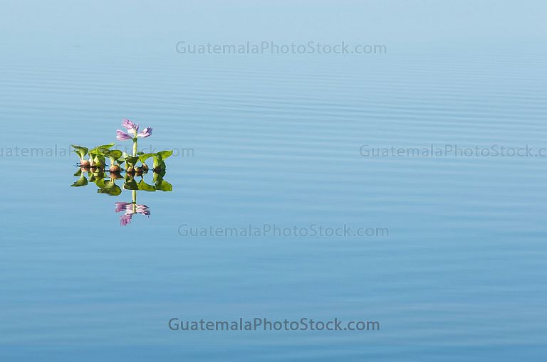 Ninfa en el Canal de Chiquimulilla