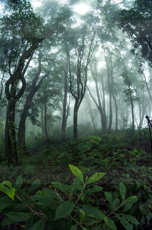 Bosque nuboso