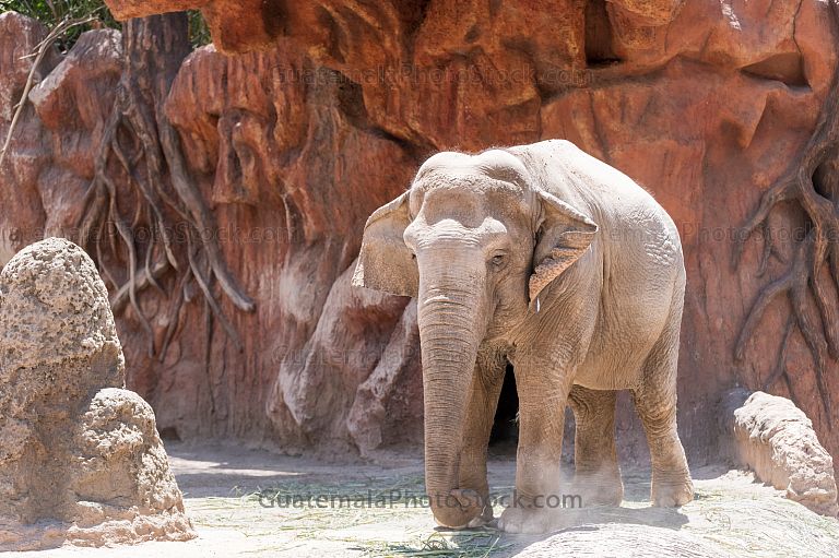 Elefante en el zoológico la Aurora