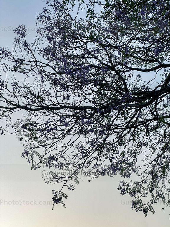 Arboles