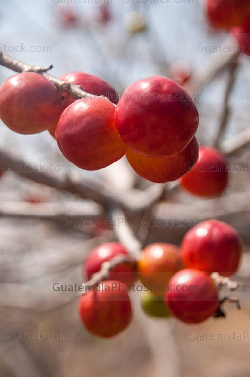 Jocotes