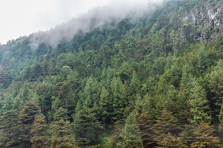 Bosque de pinos