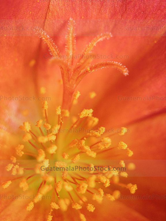 Macro naturaleza