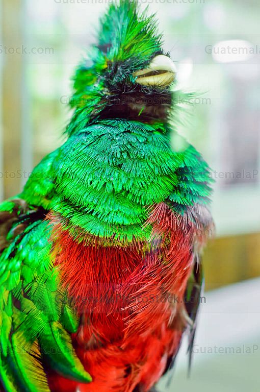 Quetzal disecado del Museo del Biotopo
