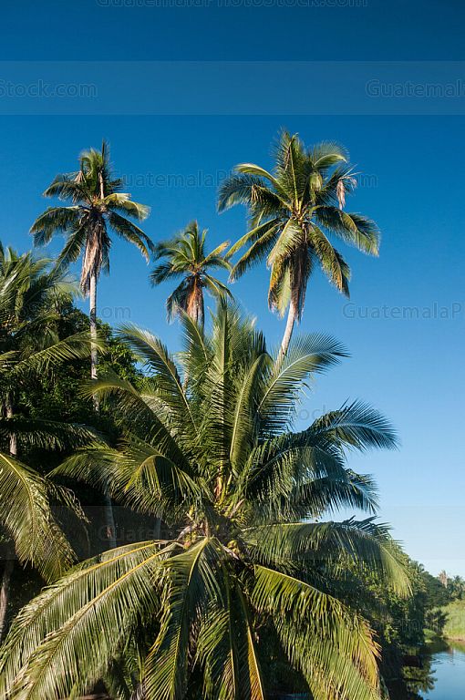 Palmeras