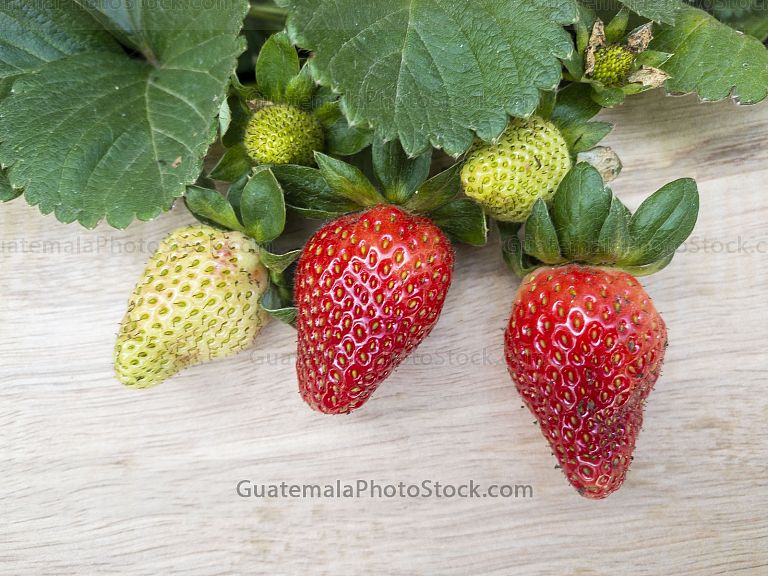 Fresas
