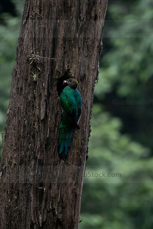 Quetzal en el nido