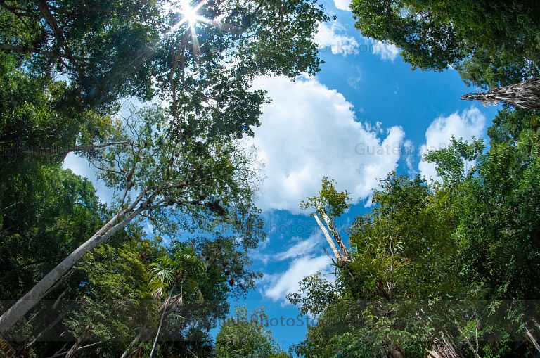 Selva Tropical de Petén
